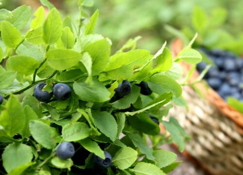 蓝莓的生长习性特点和生长环境条件