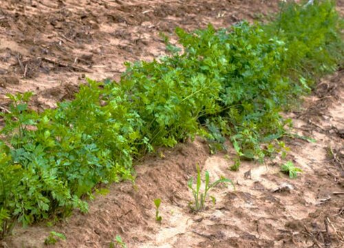 芹菜的生长习性特点和生长环境条件