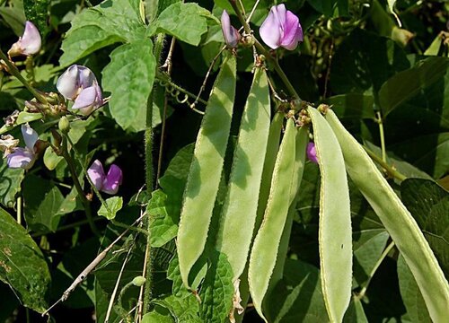 扁豆的生长习性特点和生长环境条件