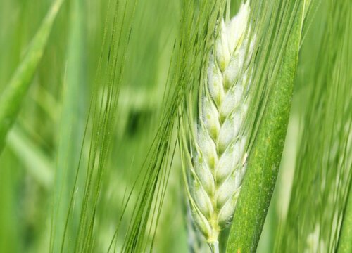 大麦的生长习性特点和生长环境条件