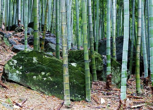 毛竹的生长习性特点和生长环境条件