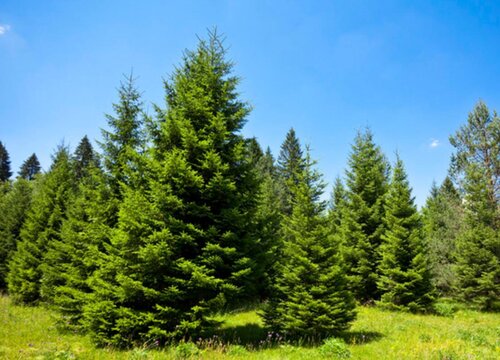 松树的生长习性特点和生长环境条件