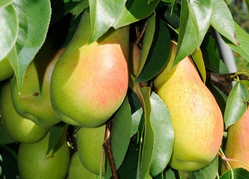 梨树的生长习性特点和生长环境条件