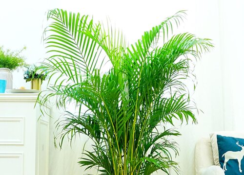 凤尾竹的生长习性特点和生长环境条件