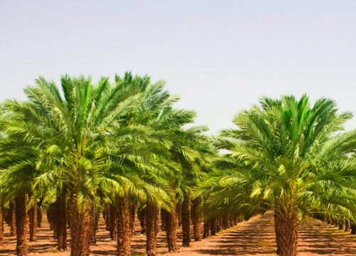 棕榈的生长习性特点和生长环境条件