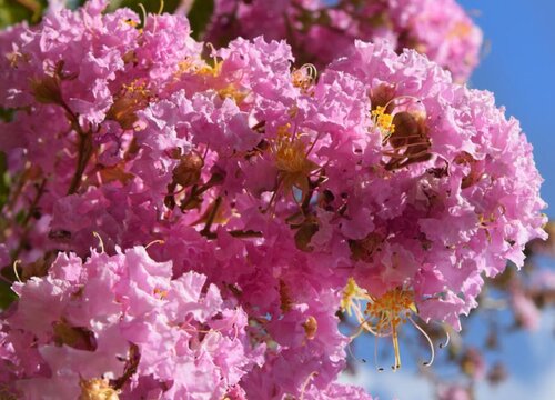 紫薇的生长习性特点和生长环境条件