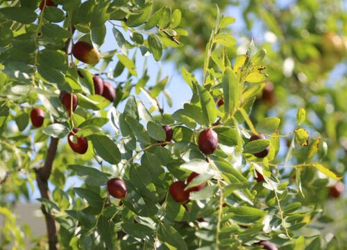 枣树的生长习性特点和生长环境条件
