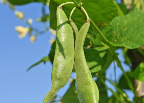 四季豆的生长习性特点