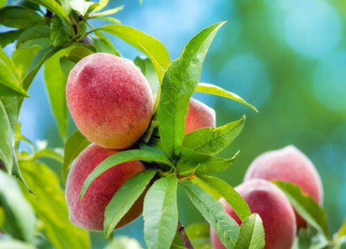 桃树的生长习性特点和生长环境条件