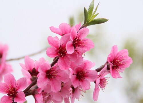 桃花的生长习性特点和生长环境条件 植物说