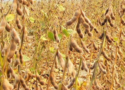 大豆属于经济作物吗
