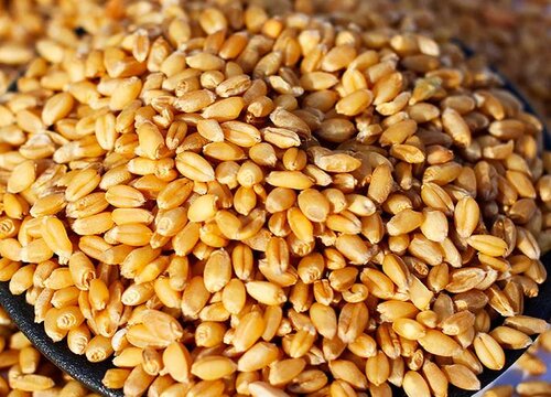小麦属于经济作物吗