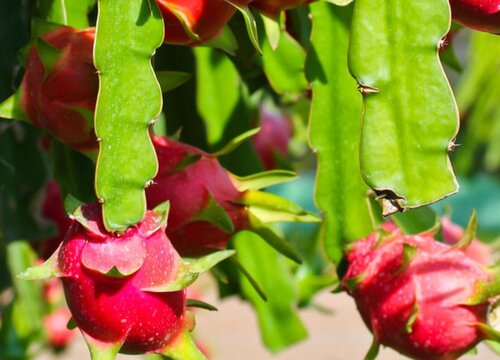 火龙果的生长习性特点和生长环境条件