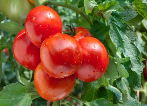 西红柿的生长习性特点和生长环境条件