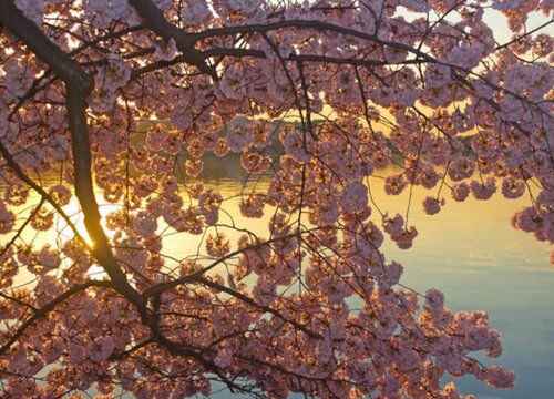 樱花树的生长习性特点和生长环境条件