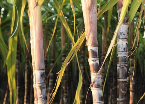 甘蔗的生长习性特点和生长环境条件