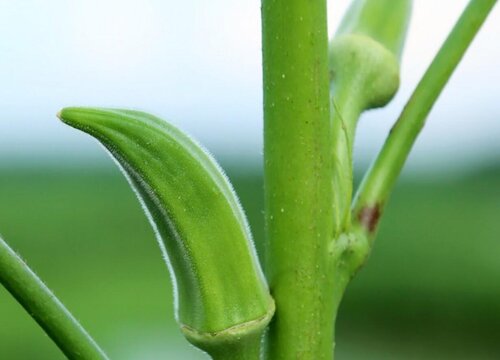 秋葵的生长习性特点和生长环境条件