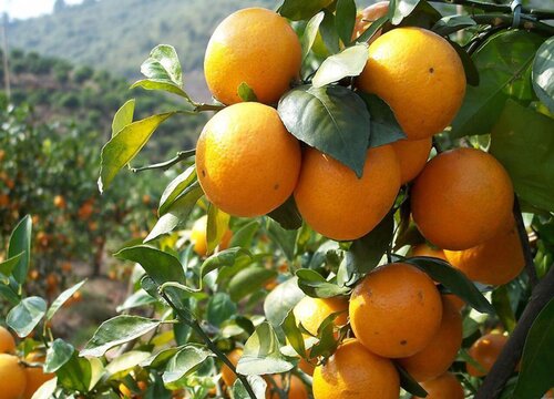 柑橘的生长习性特点和生长环境条件