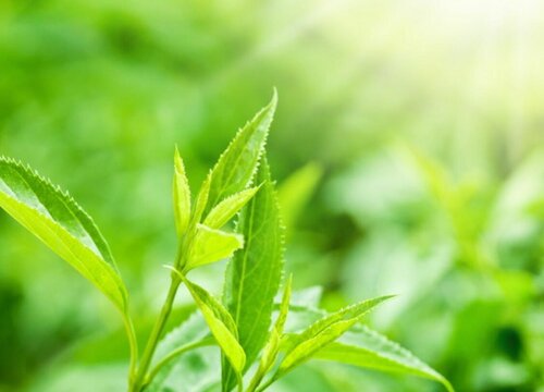 茶叶的生长习性特点和生长环境条件
