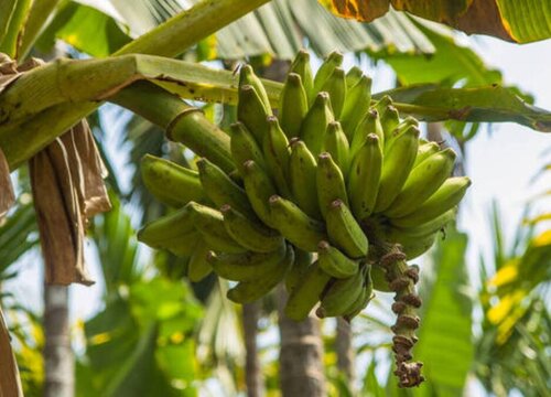 香蕉的生长习性特点和生长环境条件