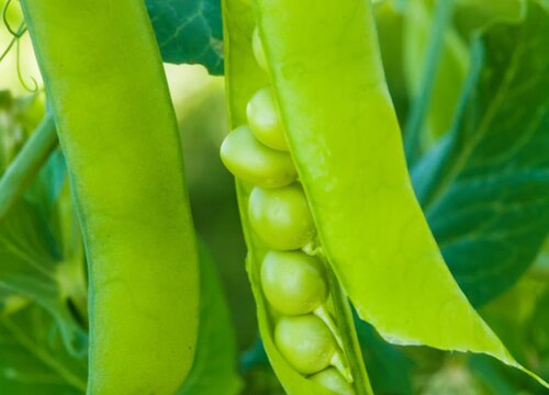 豌豆的生长习性特点和生长环境条件