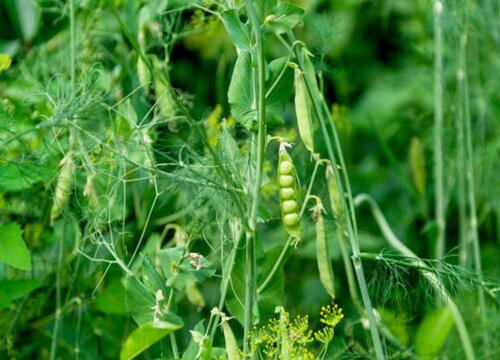 豌豆的生长习性特点和生长环境条件 植物说