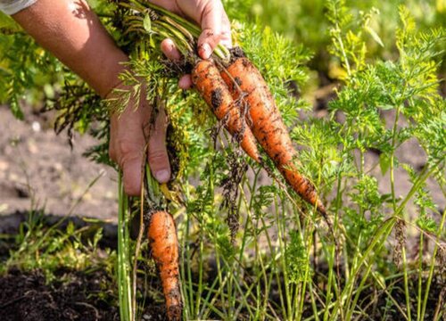 胡萝卜的生长习性特点和生长环境条件
