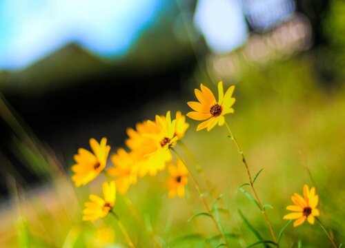 太阳花的生长习性特点和生长环境条件