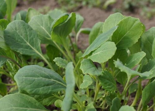 青菜的生长习性特点和生长环境条件
