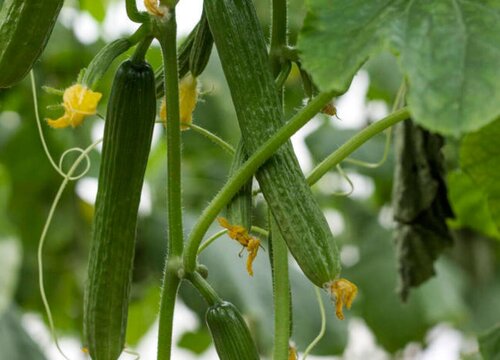 黄瓜的生长习性特点和生长环境条件