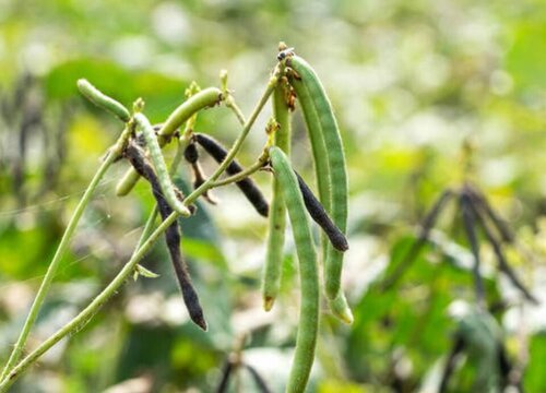 绿豆的生长习性特点和生长环境条件