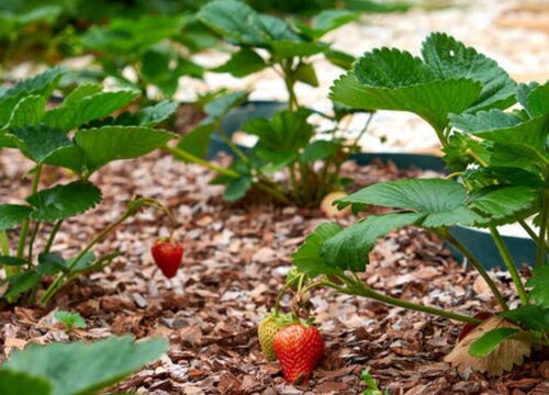 草莓的生长习性特点和生长环境条件
