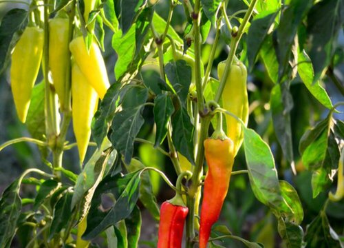 辣椒的生长习性特点和生长环境条件