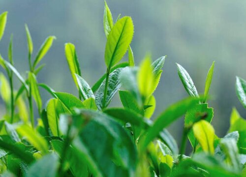 茶树的生长习性特点和生长环境条件