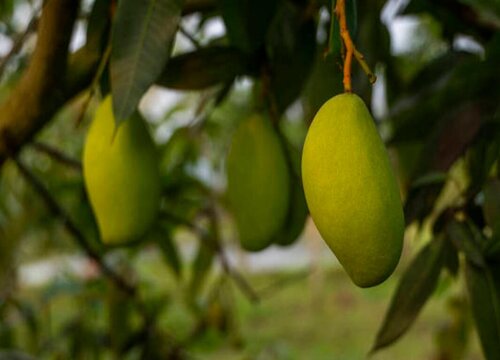 芒果的生长习性特点和生长环境条件