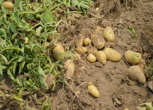 马铃薯的生长习性特点和生长环境条件