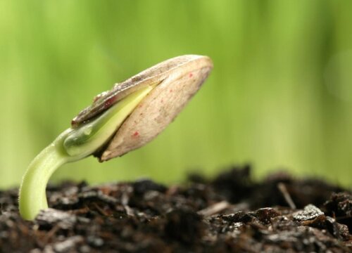 豆芽的生长习性特点和生长环境条件