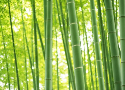 竹子的生长习性特点和生长环境条件
