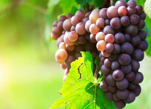 葡萄的生长习性特点和生长环境条件