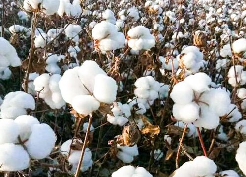 棉花属于经济作物吗