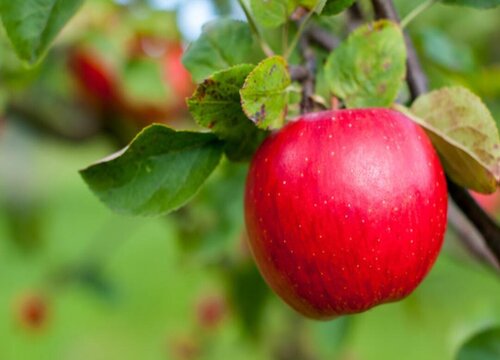 苹果的生长习性特点和生长环境条件