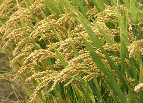 水稻属于经济作物吗