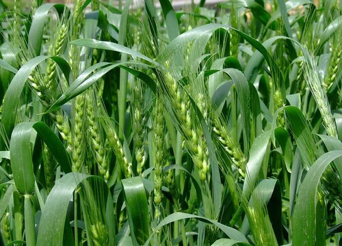 小麦的生长习性特点和生长环境条件