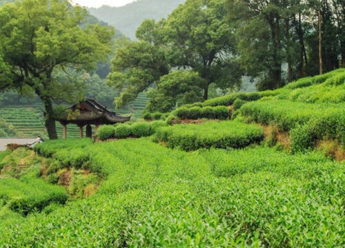 龙井茶的产地是哪里