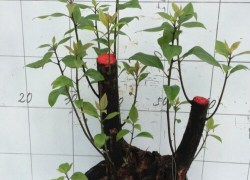 香樟盆栽能在室内养吗