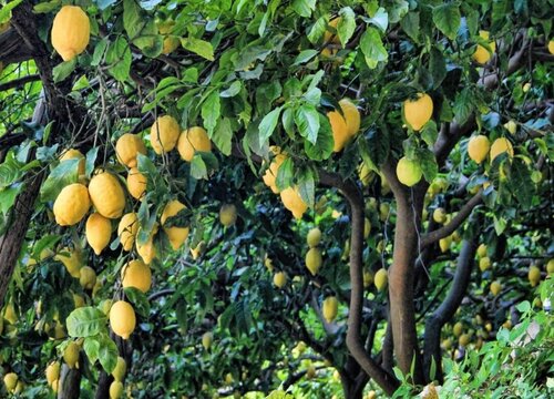 柠檬树能在室内养吗