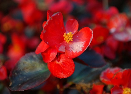 四季海棠有几种颜色