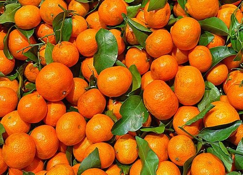 橘子怎么保存时间长