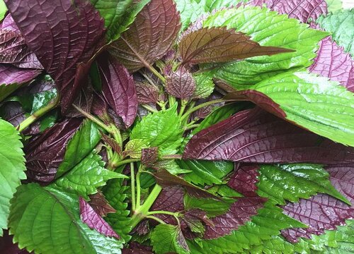 紫苏是多年生还是一年生植物