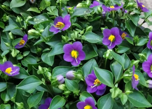 紫芳草是多年生还是一年生的植物